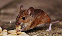 24 Hour & Emergency Exterminators in Eielson AFB, AK